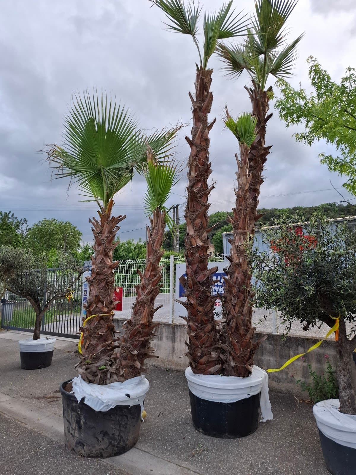 Photo 2 — La pepi de beda