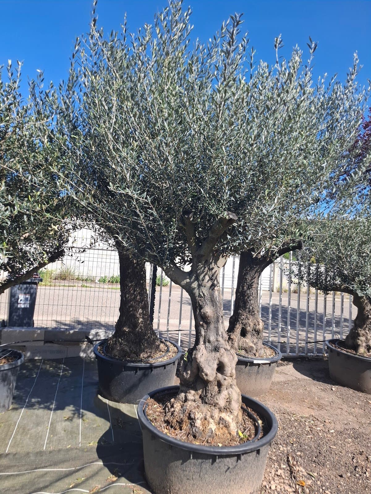 Photo 3 — La pepi de beda