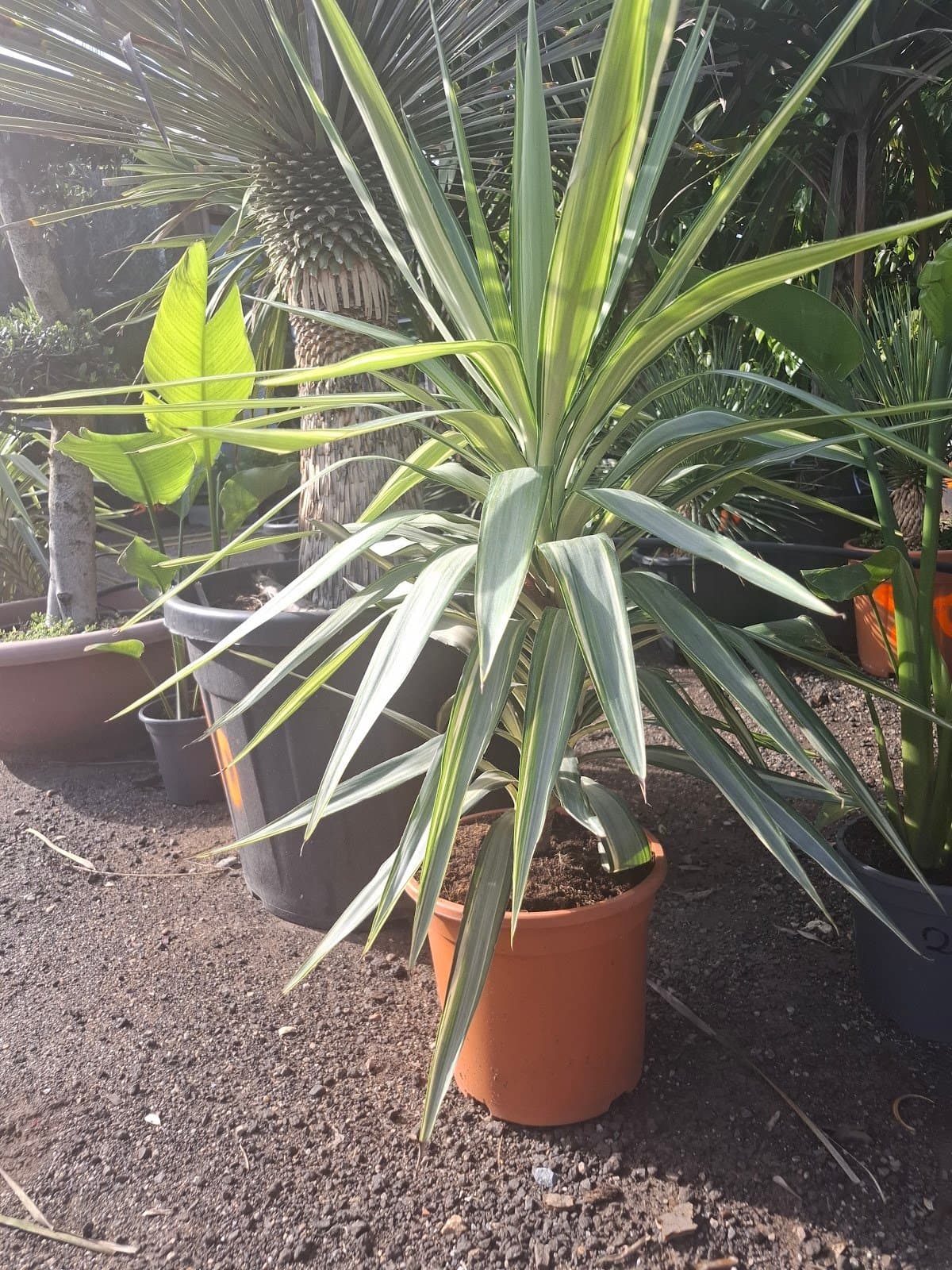 Photo 5 — La pepi de beda