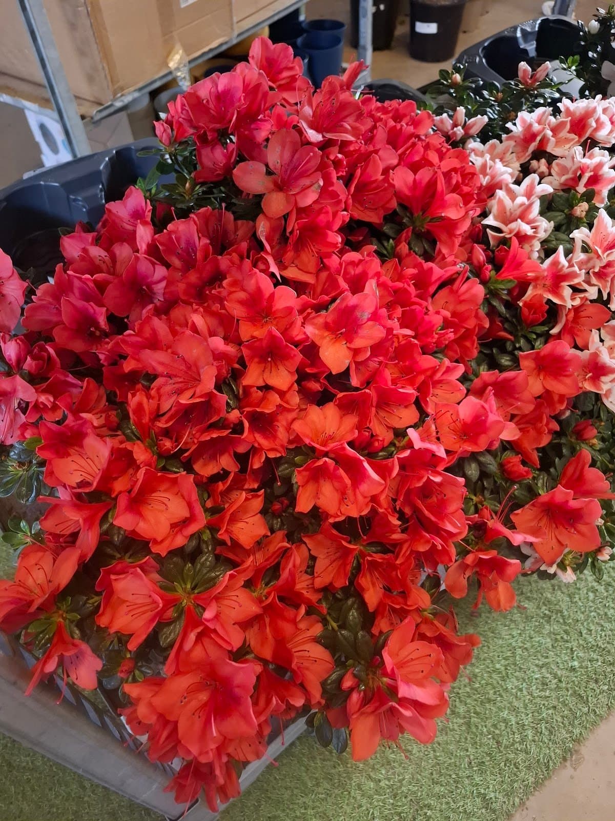 Photo 6 — La pepi de beda