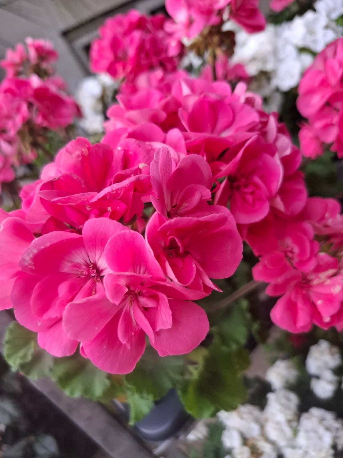 Photo 7 — La pepi de beda