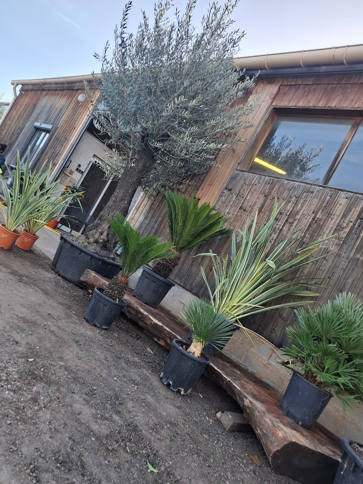 Logo — La pepi de beda